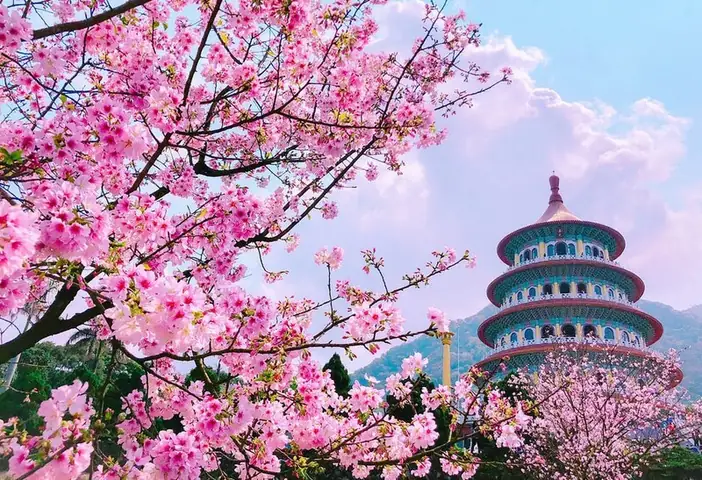 Khám Phá Mùa Hoa Anh Đào Đài Loan: Thời Gian Nở Và Địa Điểm Ngắm Đẹp Nhất Cho Du Khách Việt