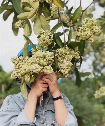 Xác Định Mùa Hoa Sữa Là Mùa Nào Và Thời Gian Nở Rộ Tại Hà Nội