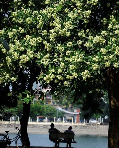 Xác Định Mùa Hoa Sữa Là Mùa Nào Và Thời Gian Nở Rộ Tại Hà Nội