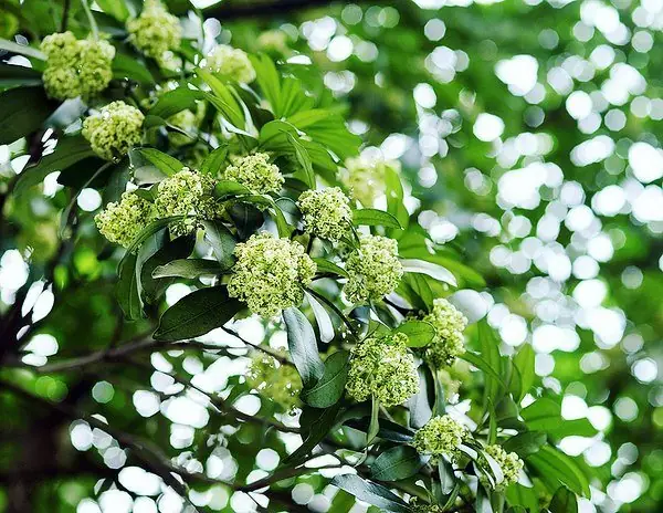 Xác Định Mùa Hoa Sữa Là Mùa Nào Và Thời Gian Nở Rộ Tại Hà Nội