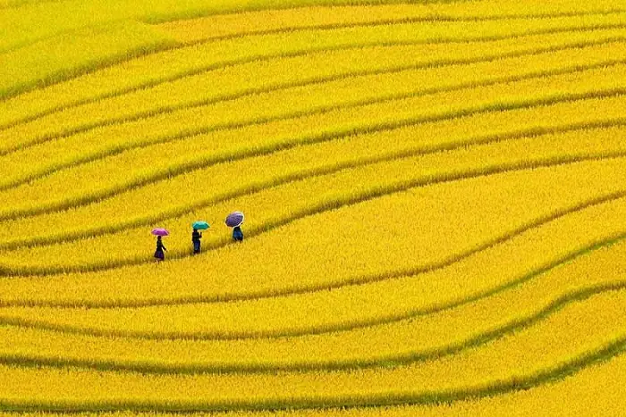 Tìm Hiểu Mùa Lúa Chín Ở Hà Giang Là Tháng Mấy Và Trải Nghiệm Mùa Vàng Tại Cao Nguyên Đá Tìm Hiểu Mùa Lúa Chín Ở Hà Giang Là Tháng Mấy Và Trải Nghiệm Mùa Vàng Tại Cao Nguyên Đá