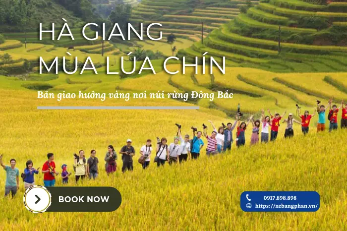 Tìm Hiểu Mùa Lúa Chín Ở Hà Giang Là Tháng Mấy Và Trải Nghiệm Mùa Vàng Tại Cao Nguyên Đá Tìm Hiểu Mùa Lúa Chín Ở Hà Giang Là Tháng Mấy Và Trải Nghiệm Mùa Vàng Tại Cao Nguyên Đá