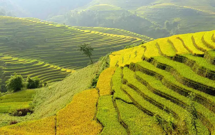 Tìm Hiểu Mùa Lúa Chín Ở Hà Giang Là Tháng Mấy Và Trải Nghiệm Mùa Vàng Tại Cao Nguyên Đá