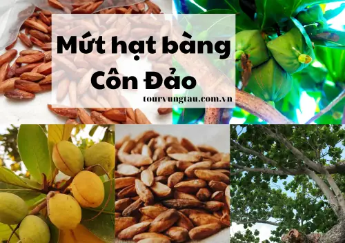 Mua Mứt Hạt Bàng Vũng Tàu Ở Đâu? Gợi Ý Địa Chỉ Và Mức Giá Chi Tiết