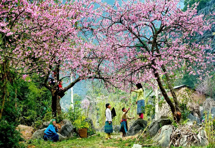 Khi Nào Đi Mộc Châu Đẹp Nhất? Lịch Mùa, Thời Tiết & Hoạt Động Đề Xuất