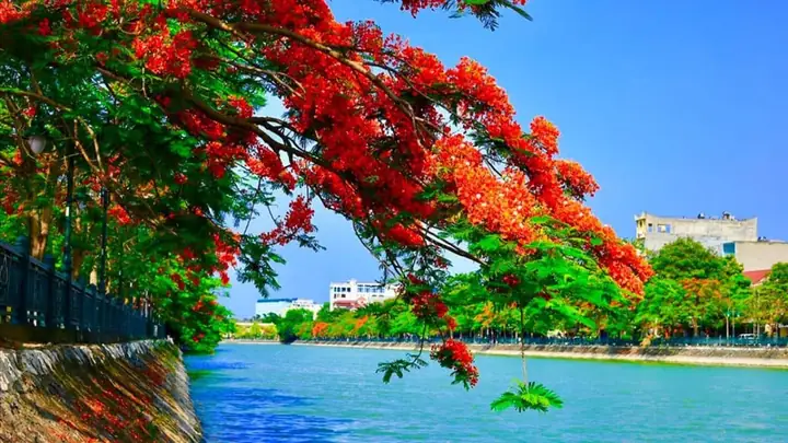 Tổng Hợp Những Hình Ảnh Đẹp Về Thành Phố Hải Phòng: Biển Đảo, Phố Đêm Và Hoa Phượng Đỏ Tổng Hợp Những Hình Ảnh Đẹp Về Thành Phố Hải Phòng: Biển Đảo, Phố Đêm Và Hoa Phượng Đỏ