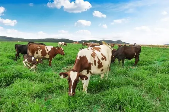 Hướng Dẫn Chi Tiết Khám Phá Nông Trại Bò Sữa Đà Lạt (dalat Milk Farm) – Lộ Trình, Điểm Check‑in Và Mẹo Du Lịch