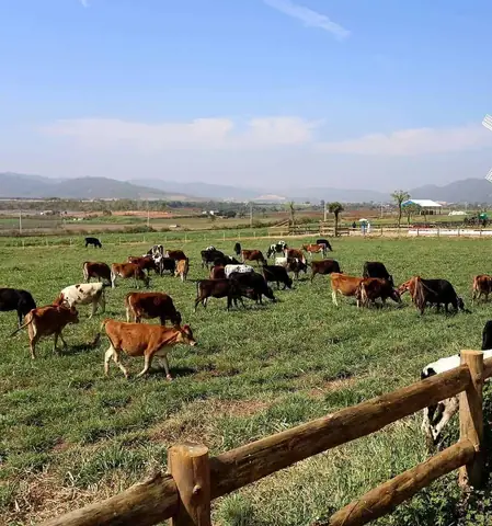 Hướng Dẫn Chi Tiết Khám Phá Nông Trại Bò Sữa Đà Lạt (dalat Milk Farm) – Lộ Trình, Điểm Check‑in Và Mẹo Du Lịch