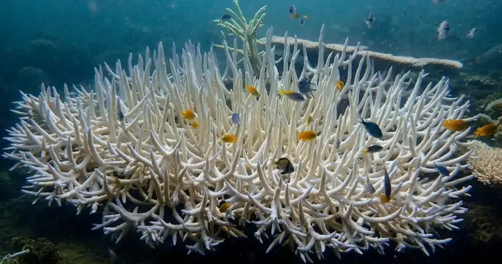 Giải Đáp Rạn San Hô Lớn Nhất Thế Giới Ở Đâu: Great Barrier Reef Tại Bờ Biển Queensland, Úc