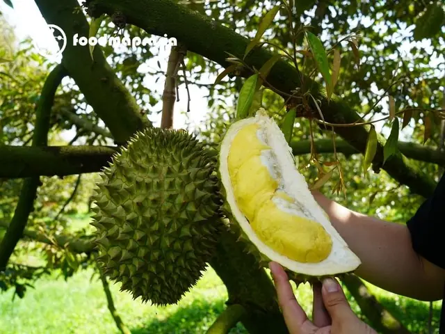 Sầu Riêng Nổi Tiếng Ở Đâu Tại Việt Nam: Các Vùng Trồng Và Đặc Sản Địa Phương