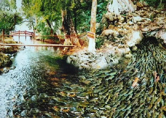 Khám Phá Suối Cá Thần Cẩm Lương Cẩm Thủy Thanh Hóa: Giới Thiệu, Vị Trí Và Kinh Nghiệm Du Lịch Khám Phá Suối Cá Thần Cẩm Lương Cẩm Thủy Thanh Hóa: Giới Thiệu, Vị Trí Và Kinh Nghiệm Du Lịch