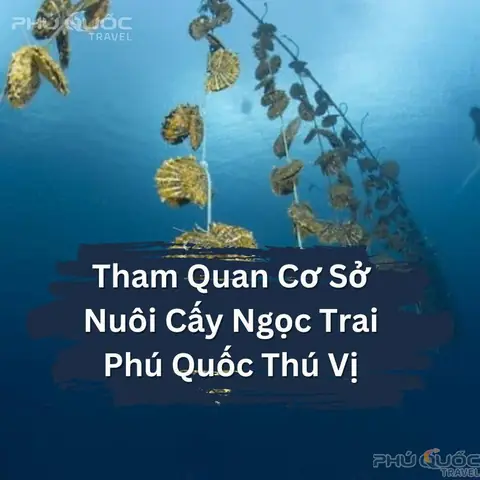 Top Cơ Sở Nuôi Cấy Ngọc Trai Phú Quốc Lớn Nhất: Địa Chỉ, Trải Nghiệm & Lưu Ý Tham Quan Chi Tiết