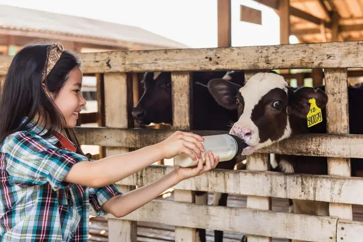 Hướng Dẫn Tham Quan Trang Trại Bò Sữa Ba Vì: Trải Nghiệm Đồng Quê Vân Hòa Cho Du Khách