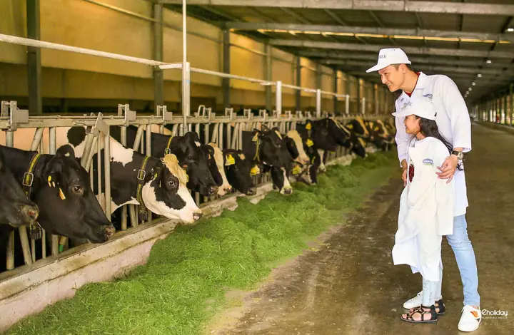 Kinh Nghiệm Tham Quan Trang Trại Bò Sữa Vinamilk Đà Lạt: Cách Đăng Ký Và Trải Nghiệm Thực Tế Kinh Nghiệm Tham Quan Trang Trại Bò Sữa Vinamilk Đà Lạt: Cách Đăng Ký Và Trải Nghiệm Thực Tế