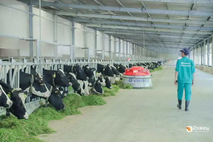 Kinh Nghiệm Tham Quan Trang Trại Bò Sữa Vinamilk Đà Lạt: Cách Đăng Ký Và Trải Nghiệm Thực Tế Kinh Nghiệm Tham Quan Trang Trại Bò Sữa Vinamilk Đà Lạt: Cách Đăng Ký Và Trải Nghiệm Thực Tế