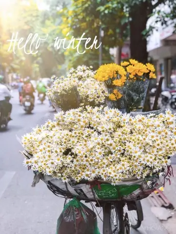 Giải Đáp Tháng 8 Là Mùa Hoa Gì Ở Hà Nội: Hoa Xoan, Hoa Sữa Và Nét Đặc Trưng Mùa Thu Giải Đáp Tháng 8 Là Mùa Hoa Gì Ở Hà Nội: Hoa Xoan, Hoa Sữa Và Nét Đặc Trưng Mùa Thu