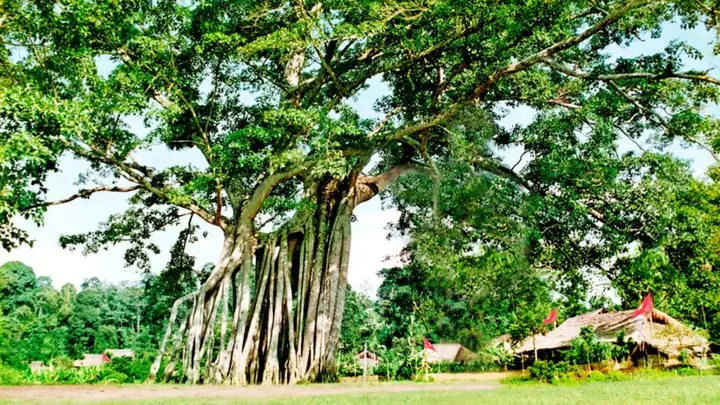 Thuyết Minh Về Cây Đa Tân Trào: Biểu Tượng Lịch Sử Cách Mạng Tại Tuyên Quang Thuyết Minh Về Cây Đa Tân Trào: Biểu Tượng Lịch Sử Cách Mạng Tại Tuyên Quang