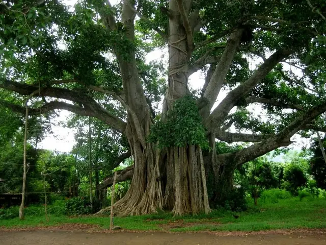 Thuyết Minh Về Cây Đa Tân Trào: Biểu Tượng Lịch Sử Cách Mạng Tại Tuyên Quang Thuyết Minh Về Cây Đa Tân Trào: Biểu Tượng Lịch Sử Cách Mạng Tại Tuyên Quang