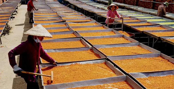 Thuyết Minh Về Muối Tôm Tây Ninh: Đặc Sản Chua Cay Mặn Ngọt Và Quy Trình Làm Thủ Công