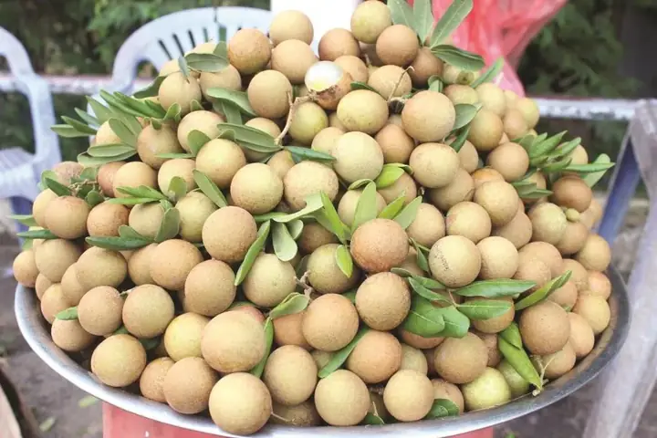Khám Phá Trái Cây Đặc Sản Trà Vinh: Top Loại Quả Ngon Nức Tiếng Làm Quà