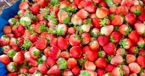Vựa Dâu Nguyễn Công Trứ Đà Lạt: Địa Chỉ, Giá, Loại Dâu Và Mẹo Mua Ngon, Rẻ