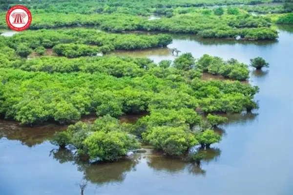 Tổng Quan Vùng Đất Ngập Nước Ở Việt Nam: Phân Loại, Khu Ramsar Và Vai Trò Sinh Thái