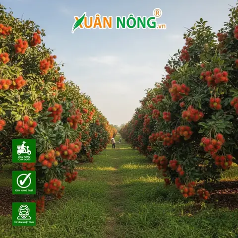 Khám Phá Các Vườn Chôm Chôm Ở Cần Thơ Cho Chuyến Đi Miệt Vườn Trĩu Quả