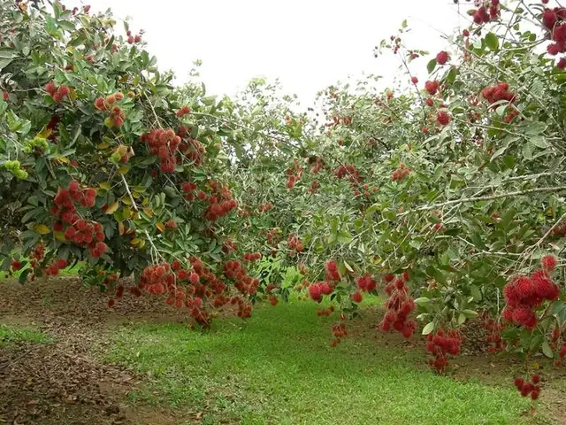 Tìm Vườn Trái Cây Bến Tre Gần Nhất Cho Chuyến Đi Từ Sài Gòn