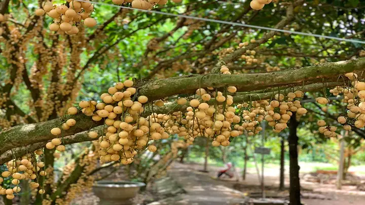 Khám Phá Các Vườn Trái Cây Cù Lao An Bình: Gợi Ý Miệt Vườn Cho Du Khách